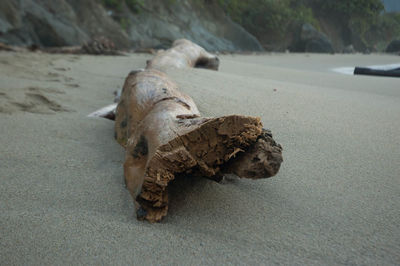 Close-up of animal skull on sand