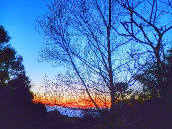 Bare trees against sky at dusk