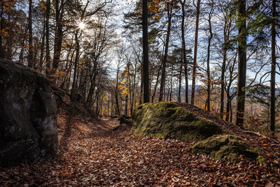 Trees growing in forest during autumn