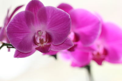 Close-up of pink flowers