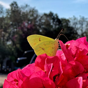 Close-up of butterfly pollinating on pink flower