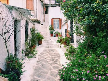 Walkway with potted plants by houses