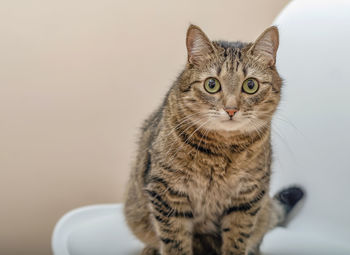 Portrait of a domestic cat sitting on white chair