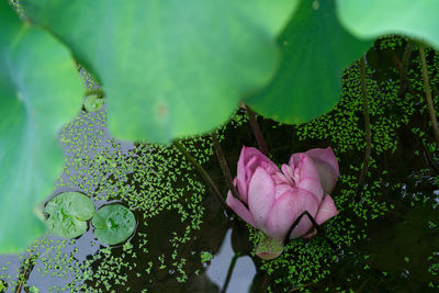 Close-up of pink water lily amidst leaves