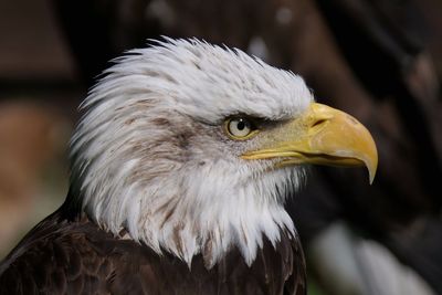 Close-up of eagle outdoors