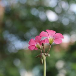 Close-up of pink flowering plant