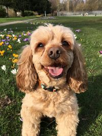 Portrait of dog on field