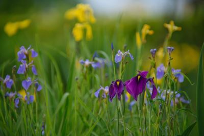 Close-up of purple iris flowering plants on field