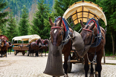 Horse harness with cart in mountain forest. harnessed horses eat food from bags