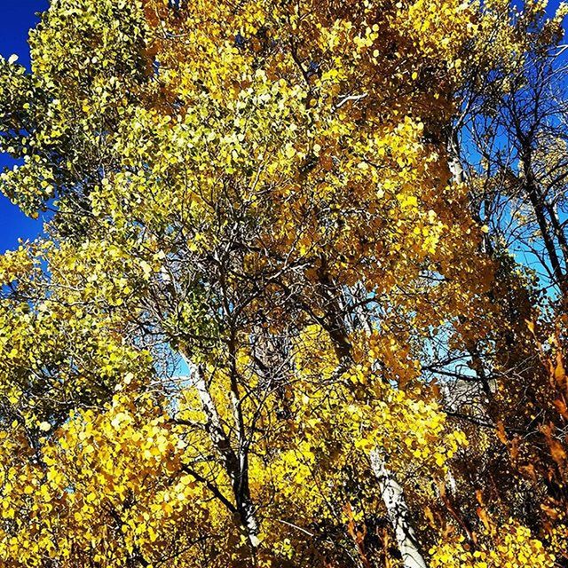 tree, low angle view, growth, yellow, branch, nature, tranquility, beauty in nature, clear sky, sunlight, green color, blue, sky, scenics, day, tranquil scene, autumn, no people, outdoors, lush foliage