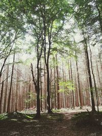 Trees growing in forest