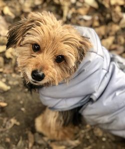 Close-up portrait of dog