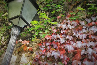 High angle view of plants during autumn