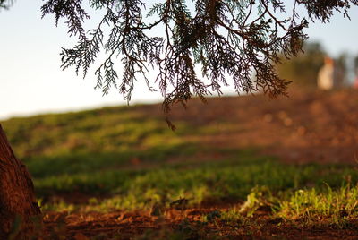 Close-up of tree on field against sky