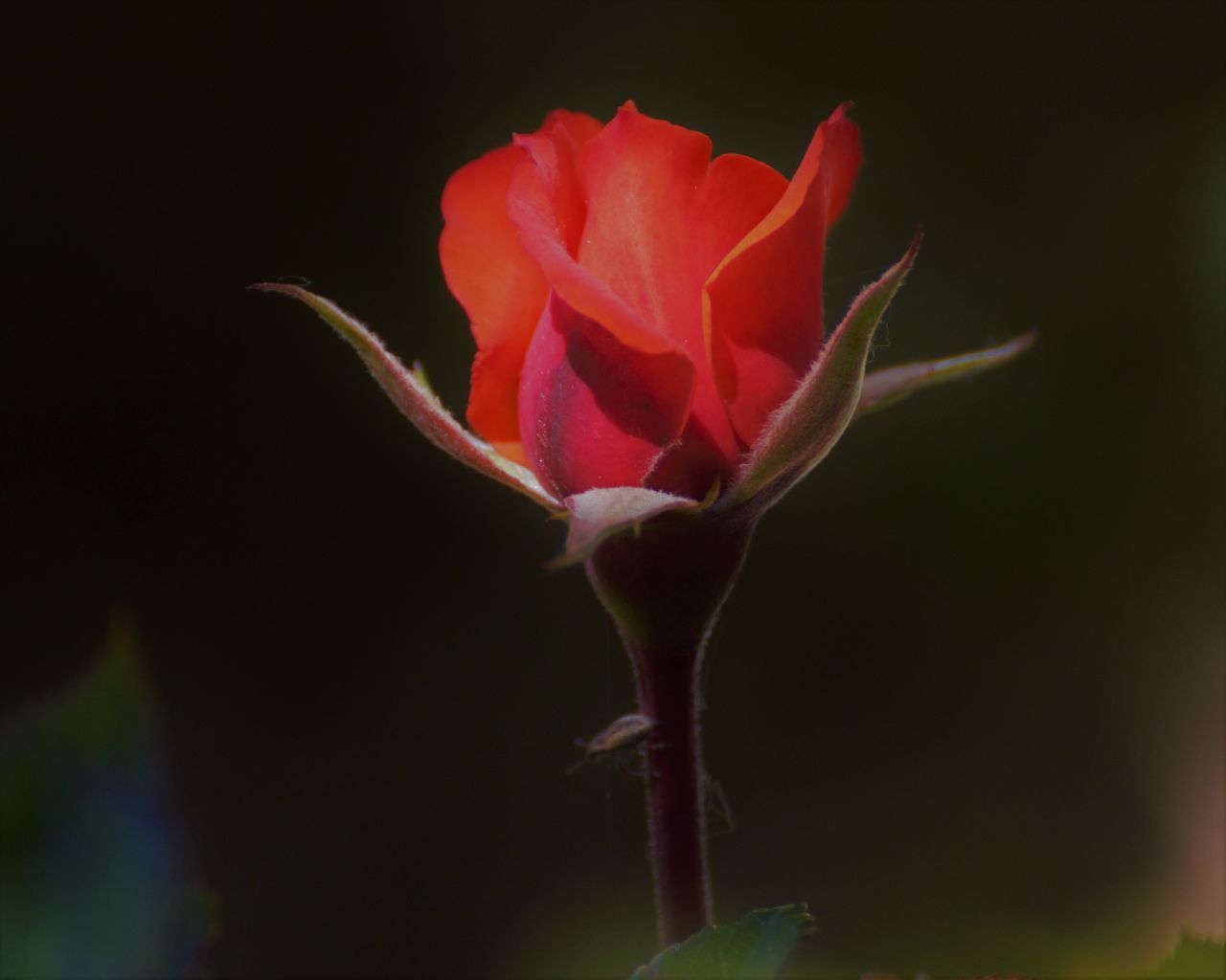 CLOSE-UP OF RED ROSE