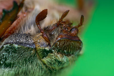 Close-up of spider