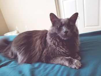 Portrait of cat sitting on bed at home