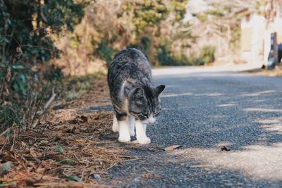 Black cat on road