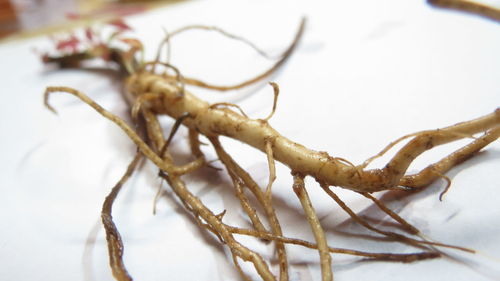 High angle view of dead plant on table