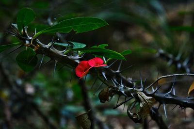 Close-up of red flowering plant