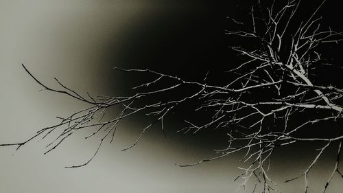 Low angle view of bare tree against sky at night