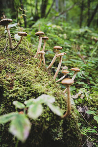 Close-up of mushroom growing on field