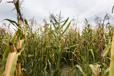 Close-up of wheat growing on field against sky