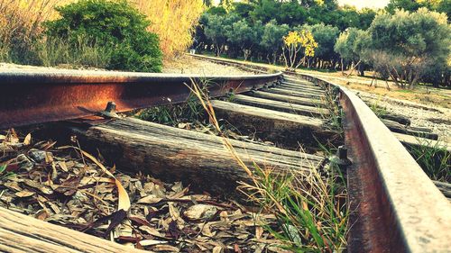 Railroad tracks by trees