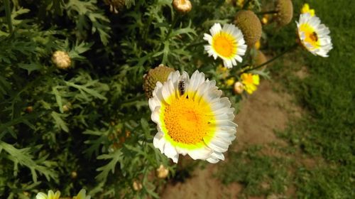 Close-up of fresh yellow flowers blooming in field