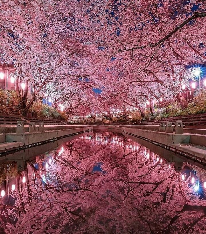 tree, plant, pink color, flower, illuminated, nature, water, reflection, flowering plant, cherry blossom, beauty in nature, no people, freshness, connection, built structure, cherry tree, growth, blossom, architecture, springtime, canal