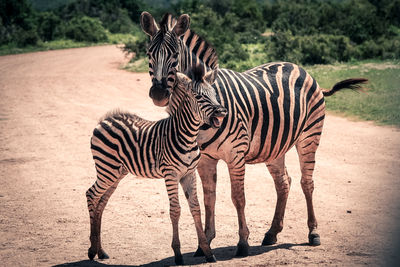 Mother and baby zebra in road in kruger national park 