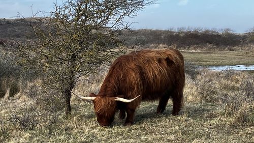 Cow standing on field against sky