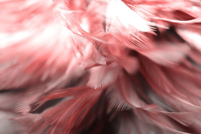Full frame shot of feather