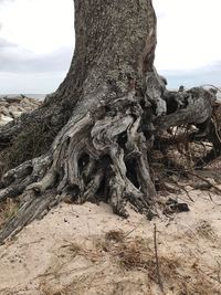 Close-up of tree trunk against sky