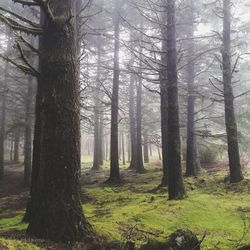 Trees in forest