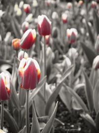 Close-up of red flower