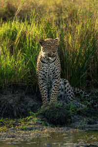 Female leopard