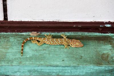 Close-up of lizard on wall