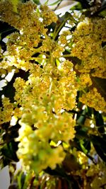 Close-up of flower tree