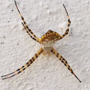 Close-up of spider