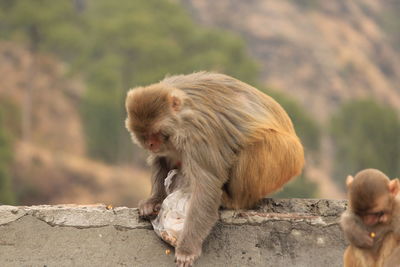 Monkey sitting on rock