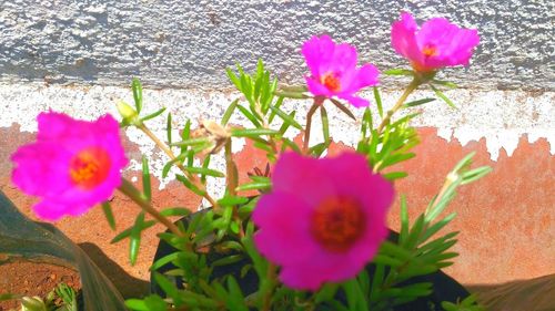 High angle view of pink flowers blooming outdoors