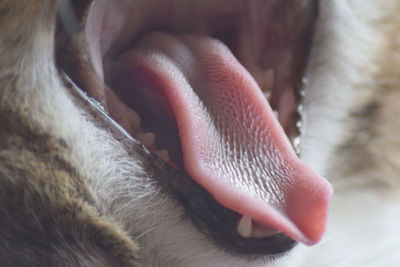 Close-up of cat yawning