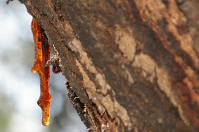 Close-up of rusty tree