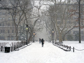 Snow covered trees