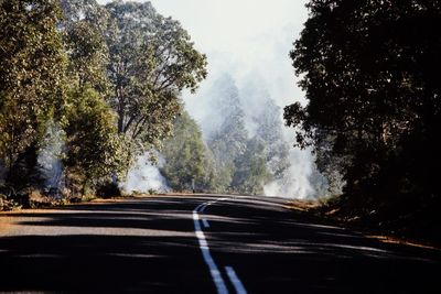 Road passing through forest