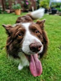 Portrait of collie dog with tongue out.