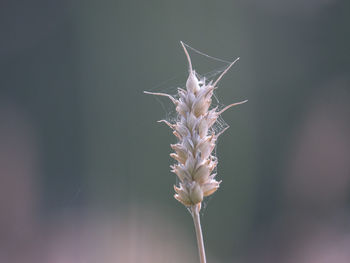 Close-up of flower against blurred background