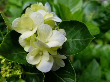 Close-up of white flowering plant leaves