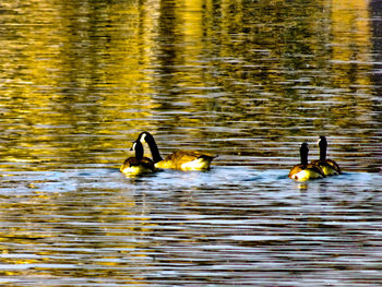 Ducks swimming in lake